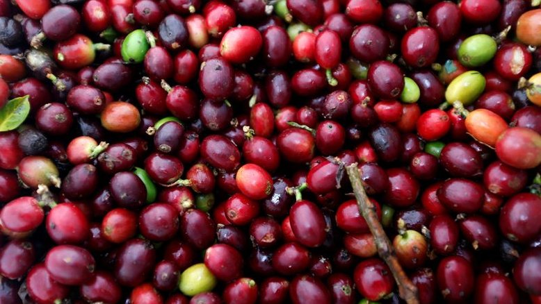 Café arábica toca mínima de 4 meses na ICE; açúcar também cai