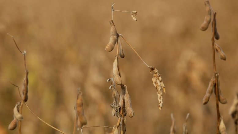 Soja estende queda em Chicago após previsão de recorde em área plantada nos EUA