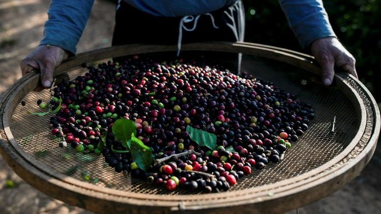 IBGE eleva previsão de safra de café do Brasil; vê alta de 14,4% ante 2021