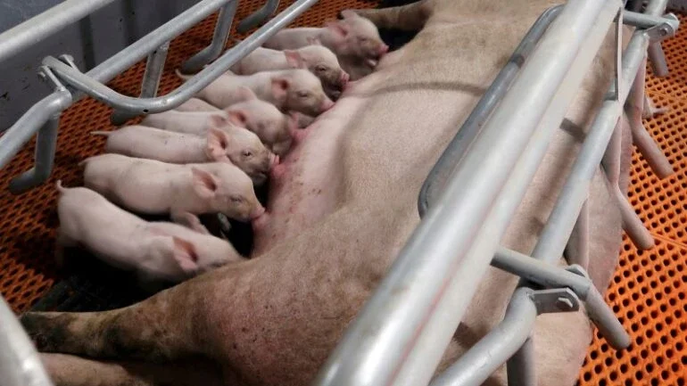 China comprará mais 40 mil toneladas de carne suína para reservas estatais