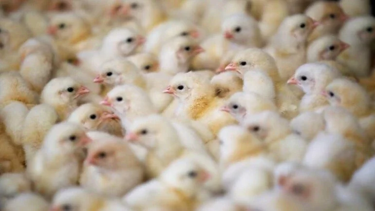 França abate mais de 13 milhões de aves devido à gripe aviária