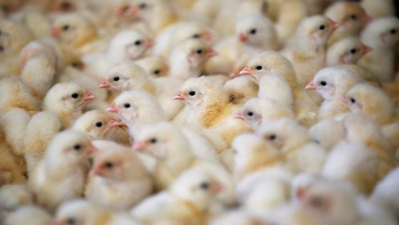 França abate mais de 13 milhões de aves devido à gripe aviária
