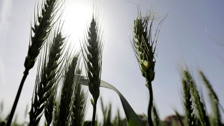 Trigo atinge máxima de duas semanas em Chicago; milho e soja recuam