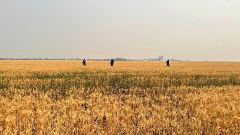 Condição de trigo dos EUA melhora; plantio de milho se mantém em 2% da área, diz USDA