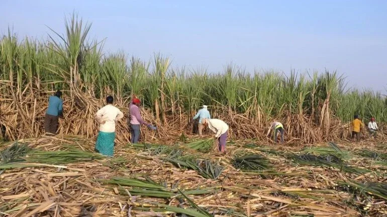 Estado indiano produtor de açúcar fornecerá subsídio para moagem de cana excedente