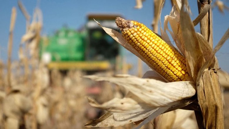 Safras eleva área de milho 2ª safra no Brasil, seca reduz estimativa de colheita