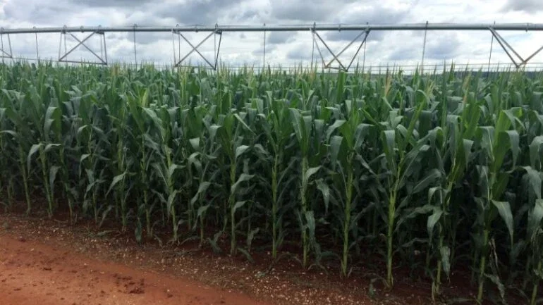 Datagro revisa para baixo produção de açúcar do Brasil, mas vê maior oferta global