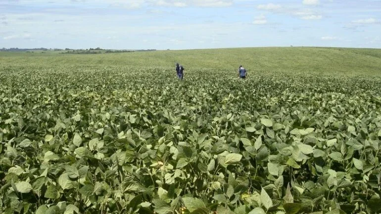 Governo anuncia R$990 mi para subvencionar prêmio do seguro rural no Brasil em 2022