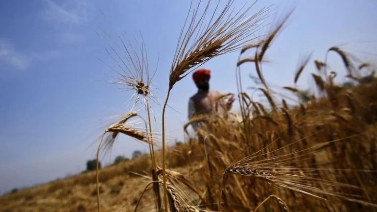Índia reduz estimativa de produção de trigo em 4,4% diante de ondas de calor