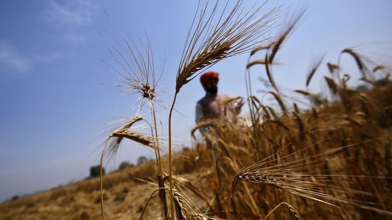 Índia reduz estimativa de produção de trigo em 4,4% diante de ondas de calor