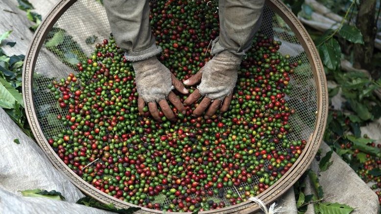 Café arábica sobe na ICE com corte em projeção de safra no Brasil; açúcar recua
