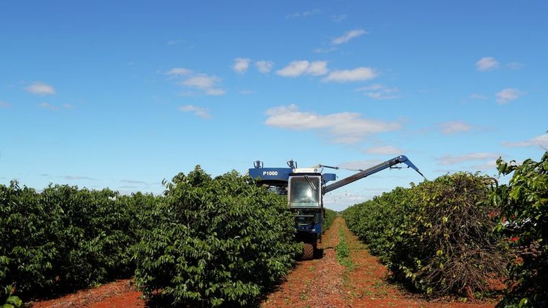Atrasada, colheita de café do Brasil atinge 13% do total, diz Safras & Mercado