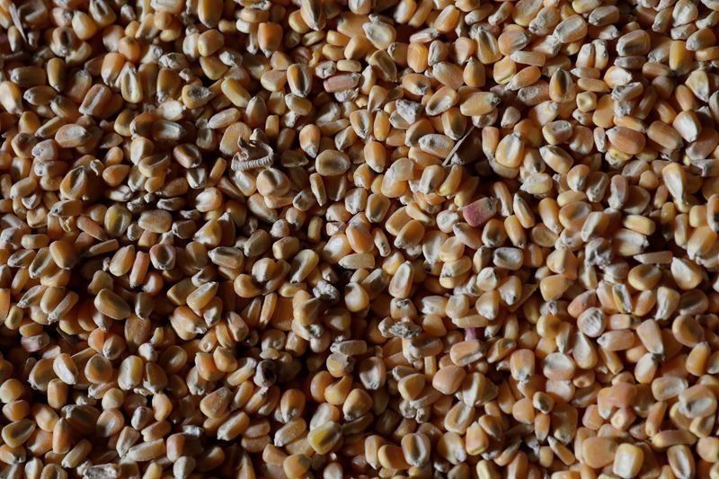 Colheita de milho avança para 2,37% da área em Mato Grosso, diz Imea; segue antecipada