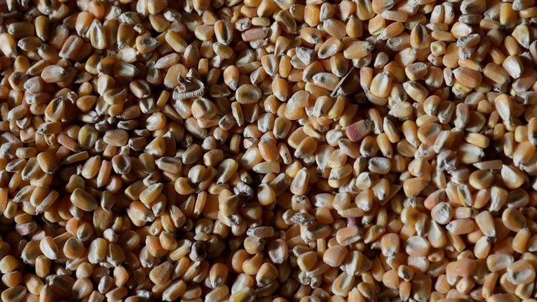 Colheita de milho avança para 2,37% da área em Mato Grosso, diz Imea; segue antecipada