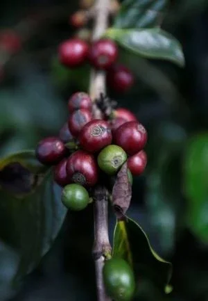 Produção de café da Colômbia cai 12% em 2022 para 11,08 mi de sacas, a menor em 9 anos
