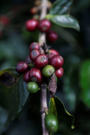 Produção de café da Colômbia cai 12% em 2022 para 11,08 mi de sacas, a menor em 9 anos