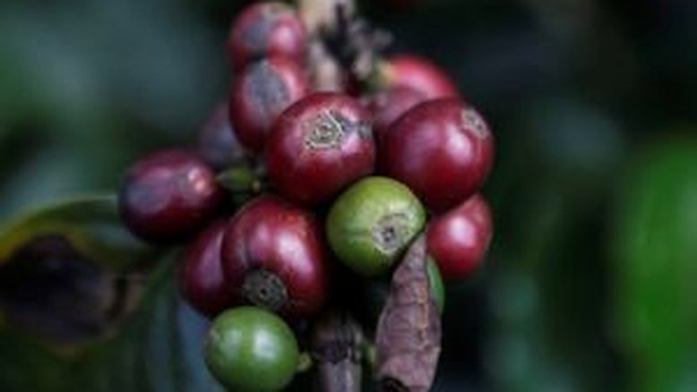 Produção de café da Colômbia cai 12% em 2022 para 11,08 mi de sacas, a menor em 9 anos