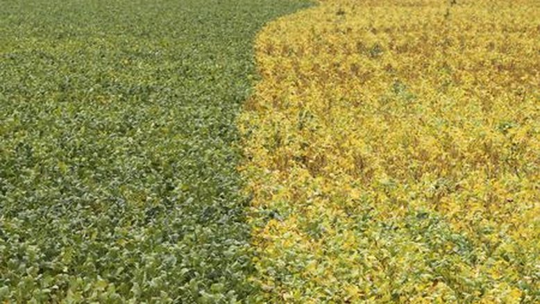 Cocamar prevê avanço de 24,5% no faturamento do ano a R$ 13,7 bi puxado pela soja