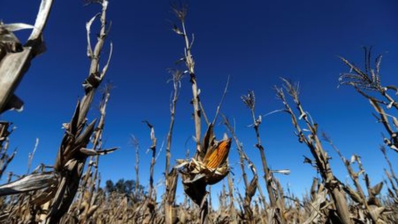 Projeções de safras de soja e milho da Argentina caem devido à seca, diz USDA