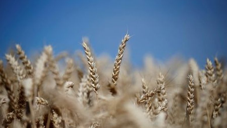Plantio de trigo de inverno nos EUA atinge 36,95 mi de acres, máxima de 8 anos, diz USDA