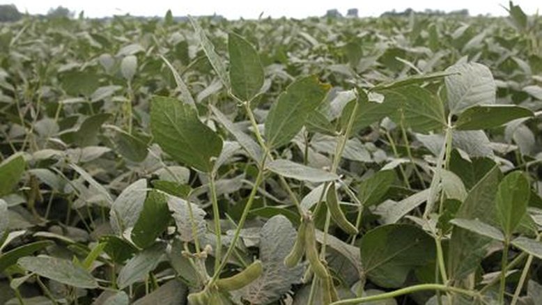 Falta de chuvas trava plantio de soja do RS na semana; colheita de milho vai a 12%