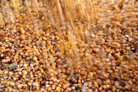 EUA ficam mais perto de perder coroa da exportação de milho para Brasil