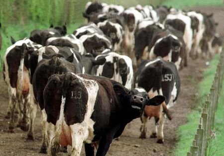 Rebanho de vacas dos EUA cai ao menor nível desde 1962, diz USDA