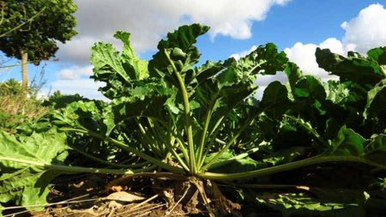 Rendimentos de açúcar de beterraba nos EUA compensam queda na produção vinda da cana, diz USDA