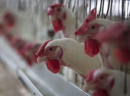 Exportação de frango do Brasil cresce 20,6% em janeiro e bate recorde para o mês