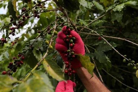 Exportação de café verde do Brasil cai 18,5% em janeiro com oferta menor, diz Cecafé