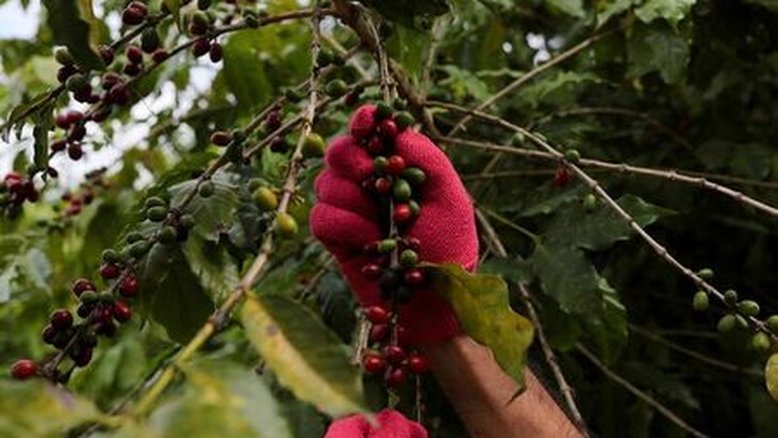 Exportação de café verde do Brasil cai 18,5% em janeiro com oferta menor, diz Cecafé