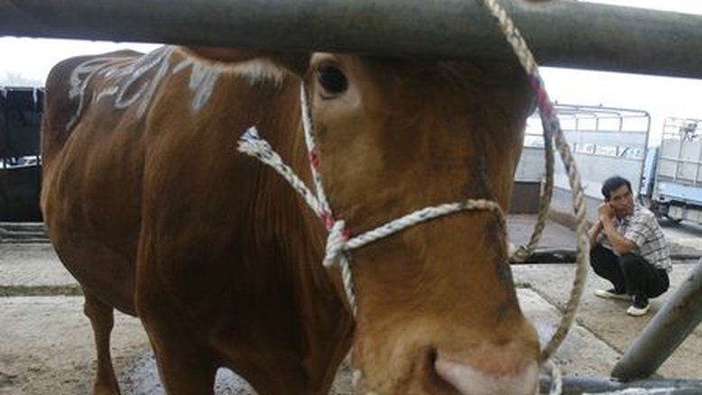 Espanha detecta um caso atípico de doença da vaca louca, diz OIE