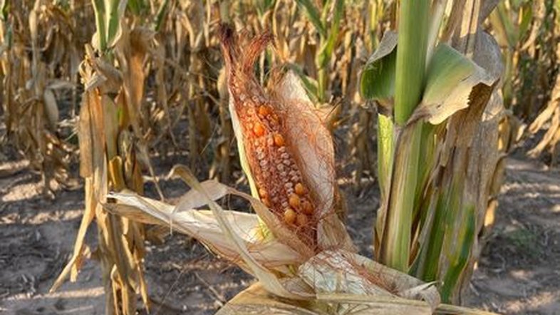 Seca na Argentina abala agricultores e gera perdas de bilhões de dólares