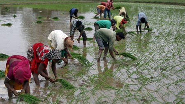 Índia estenderá restrição à exportação de arroz para garantir estabilidade doméstica, dizem fontes