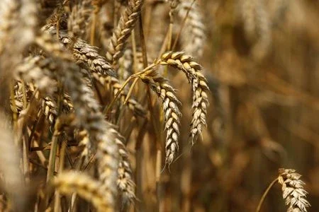Exportações de grãos da Ucrânia caíram 27% até agora na temporada 2022/23, a 31,8 mi t
