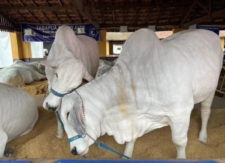 Rússia suspende importação de carne bovina do Pará após "vaca louca", diz Valor