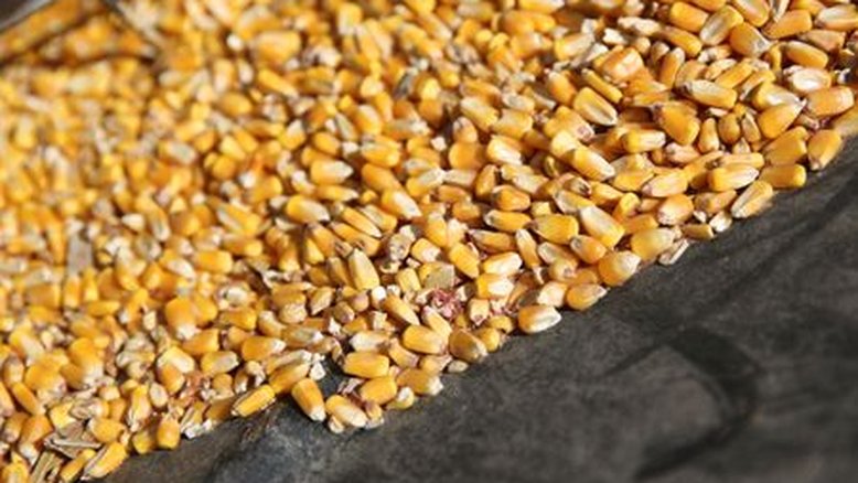EUA exigem negociações formais com México sobre disputa de milho transgênico