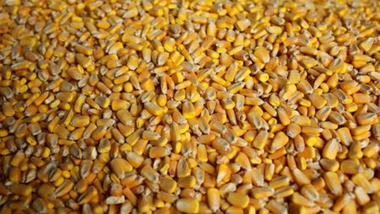 Produção de etanol de milho do Brasil deve crescer 36,7% em 23/24, prevê Unem