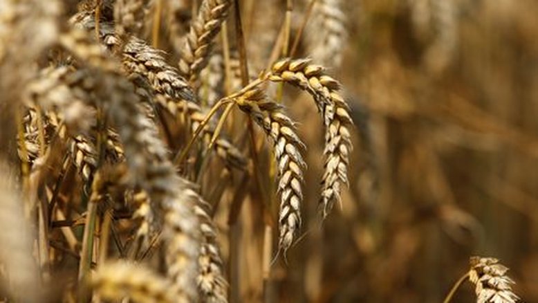 Com apenas 37% do milho plantado, Paraná avalia quanto é possível migrar para trigo