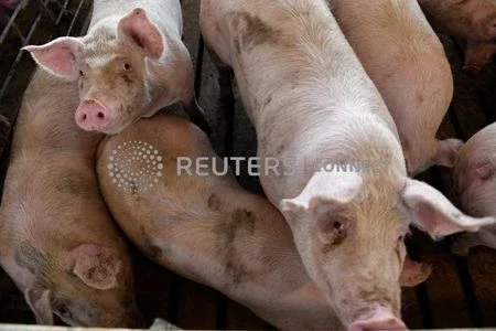 Granjas da China lutam contra novo surto de peste suína africana