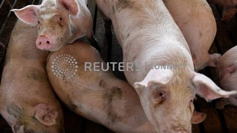 Granjas da China lutam contra novo surto de peste suína africana