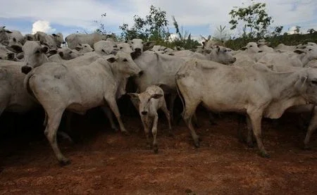 Brasil mantém embarques de carne bovina certificada antes do embargo da China
