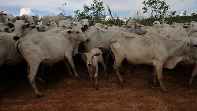 Brasil mantém embarques de carne bovina certificada antes do embargo da China