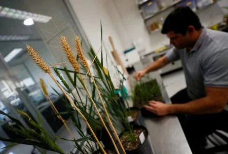 Indonésia aprova trigo transgênico tolerante à seca da argentina Bioceres