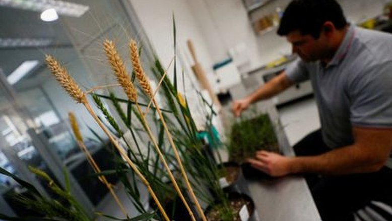Indonésia aprova trigo transgênico tolerante à seca da argentina Bioceres