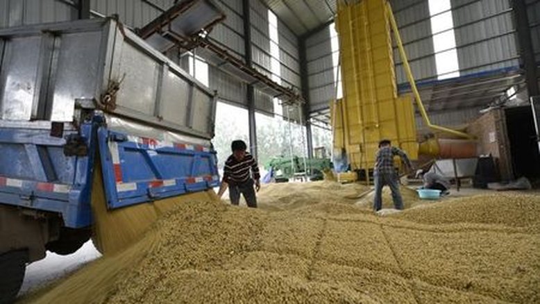Soja fecha em queda em Chicago com maior produção no Brasil