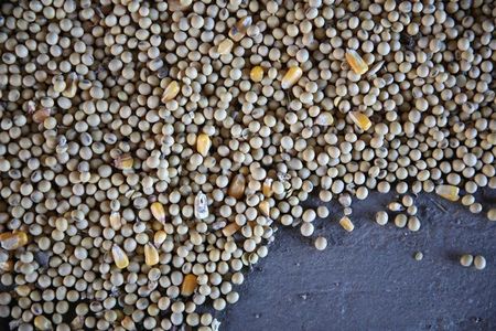 Quebra na safra argentina de soja limita queda nos preços no Brasil, diz Cepea