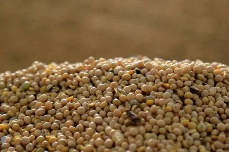 Com safra recorde, Brasil teve maior aumento de área de soja em 9 anos, diz StoneX