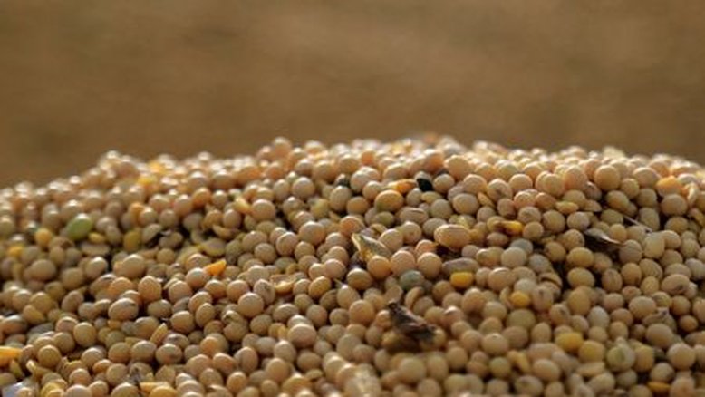 Com safra recorde, Brasil teve maior aumento de área de soja em 9 anos, diz StoneX