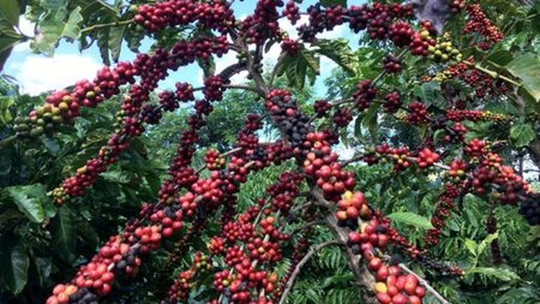 IBGE eleva previsão de safra de café do Brasil